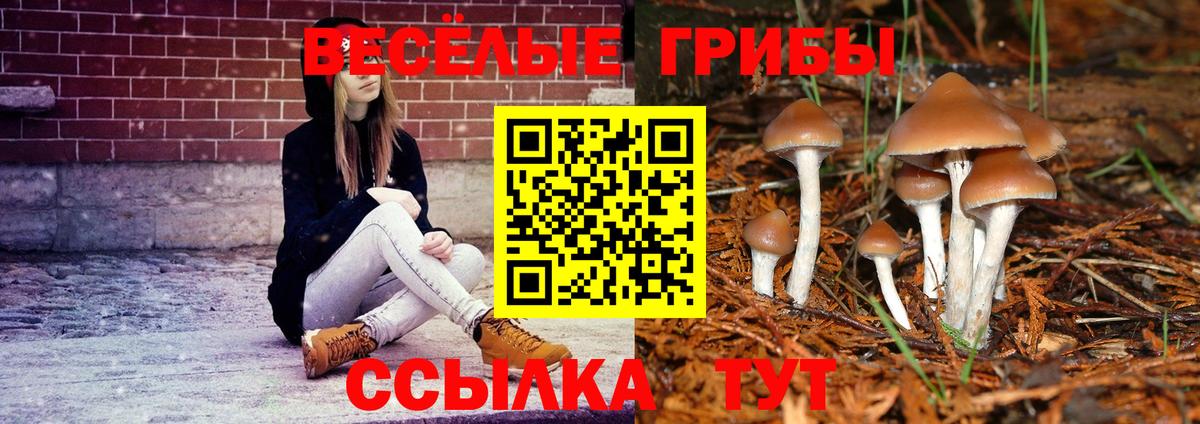 Псилоцибиновые грибы Psilocybe Шуя